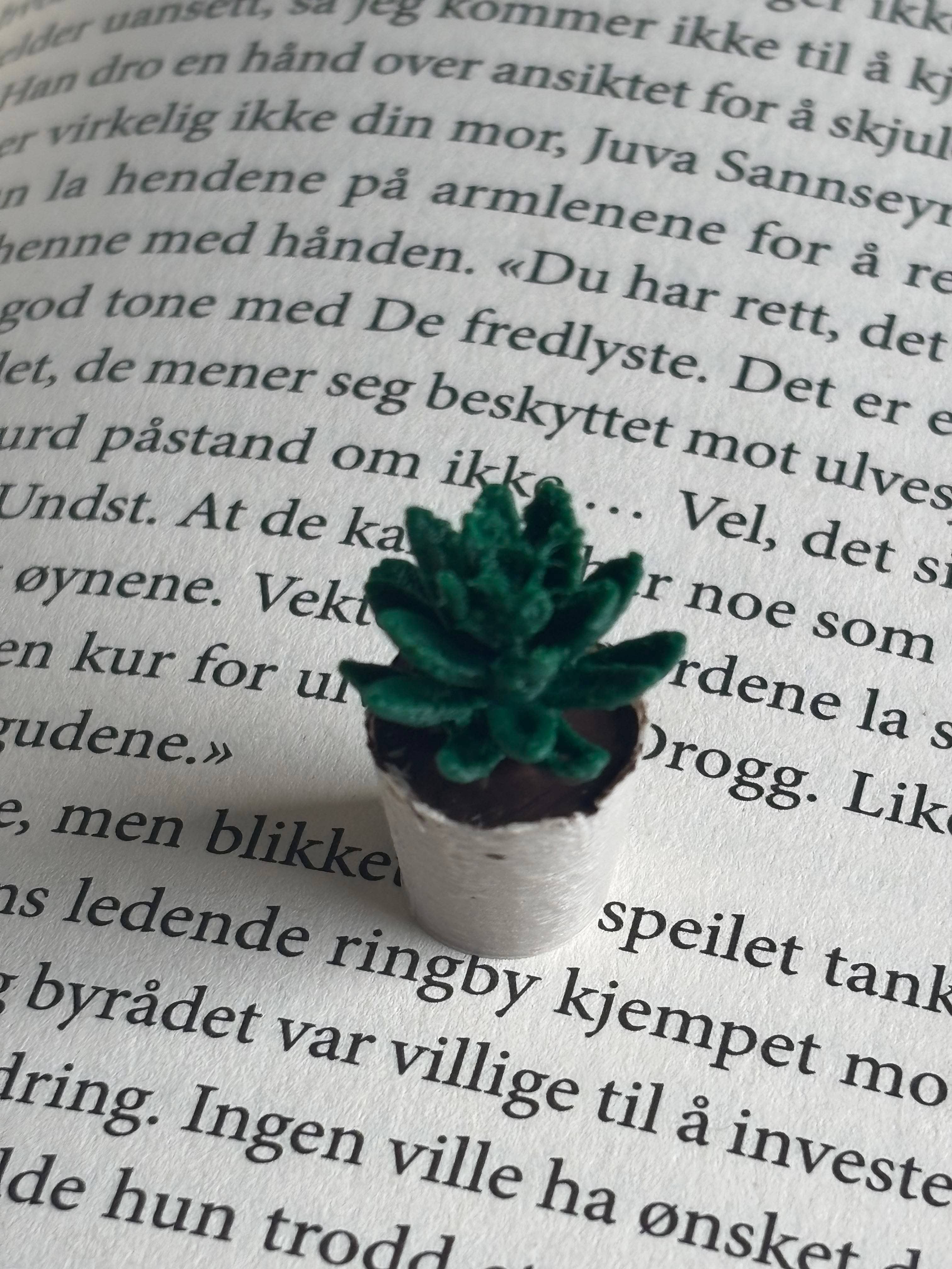 Mini Succulent To Miniature Bookshelf